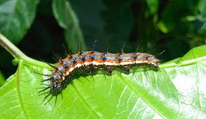 Luckily, you can identify a caterpillar by its physical features, behaviors, colors Caterpillar Identification Guide Find Your Caterpillar With Photos And Descriptions Owlcation