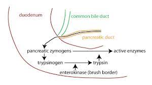 We did not find results for: à¸£à¸°à¸šà¸šà¸¢ à¸­à¸¢à¸­à¸²à¸«à¸²à¸£ Digestive System