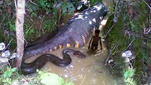 Selain ular sanca yang panjangnya mencapai 11 meter, di indonesia juga ada ular python bivittatus atau dikenal dengan sanca bodo. Ular Terbesar Di Dunia