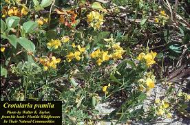 Image result for Crotalaria parvula
