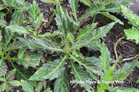 Image result for Gynura scandens