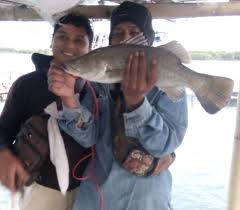 Mancing mania juga perlu mempelajari waktu terbaik untuk memancing ikan kakap putih. Trik Dan Teknik Akurat Memancing Ikan Kakap Putih Den Family