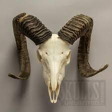 Looking for a good deal on goat skull? 17 Goat Skull Ideas Koponya Tetovalasotletek Tetovalasmintak