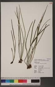 Image result for Vittaria elongata