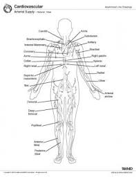 After receiving blood directly from the left ventricle of the heart, the. Arterial Supply Anatomy Overview Gross Anatomy Microscopic Anatomy