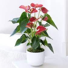 Le piante in vaso aiutano ad eliminare le sostanze dannose per la salute eventualmente presenti nell'aria nelle case. 10 Piante Per Purificare L Aria In Casa Piante Da Interno Piante Per Purificare L Aria