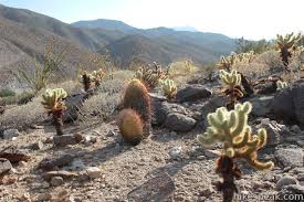 To reach the trailhead from north palm canyon dr. Cactus Loop Trail Anza Borrego Desert State Park Hikespeak Com