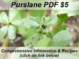 2), turf seeded in summer (fig. Purslane Pictures Flowers Leaves Identification Portulaca Oleracea