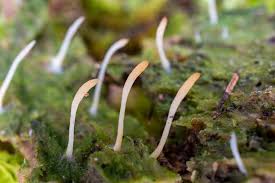 Image result for Multiclavula mucida