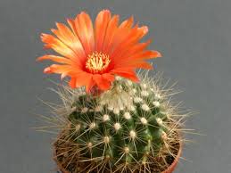 As with most cactus, do not let this. Kakteen Haage Parodia Penicillata V Nivosa Online Kaufen