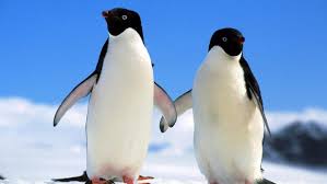 The great collection of penguin windows wallpaper for desktop, laptop and mobiles. Birds Penguins Wallpapers Hd Desktop And Mobile Backgrounds
