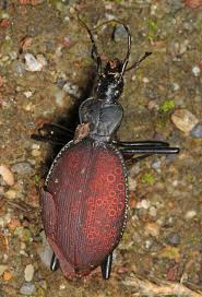 Image result for Tridactyle virginea