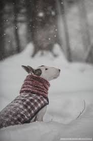 Snow Fall Bull Terrier Dogs Cute Dog Pictures