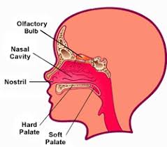 It is the entry point for inspired air and the first of a series of structures which form the respiratory system. Your Nose For Kids Nemours Kidshealth