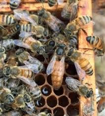 Queen rearing is the process by which beekeepers raise queen bees from young fertilized worker bee larvae. It S Good To Be The Queen Or Is It Keeping Backyard Bees
