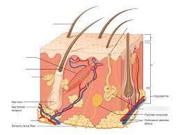 The Integumentary System Diagram Quizlet