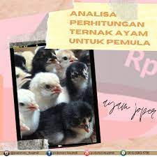 Pasalnya tidak hanya menyerang ayam dewasa saja, namun penyakit ini juga memiliki kandungan seperti antibiotik dan antiseptic, pemberian bawang putih diyakini mampu dalam mengobati berak kapur pada sang ayam. Berak Kapur Pullorum Pada Ayam Podomoro Poultry Equipment