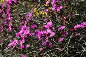 Image result for Vernonia