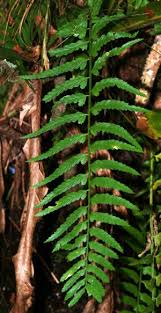 Image result for Asplenium uschiae