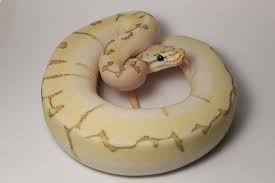 Python regius we have thousands of exotic ball pythons for sale from top breeders from around the world. Why Is The Bamboo Morph Not Popular Page 3