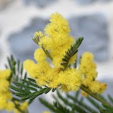 Image result for Acacia dealbata