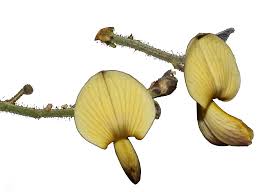 Image result for Aeschynomene schimperi