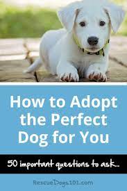 8 Steps To Adopting Your Perfect Dog Dog Adoption The Perfect Dog Dog Training