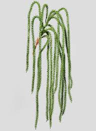 Image result for Crassula granvikii