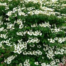We did not find results for: Viburnum Mariesii Garden Shrubs For Sale Free Uk Delivery