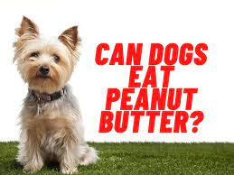 Can Dogs Have Peanuts And Peanut Butter Quick Guide Teacup Dog Daily Can Dogs Eat Fruits For Dogs Can Dogs Eat Strawberries