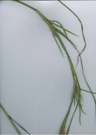 Image result for Hemarthria