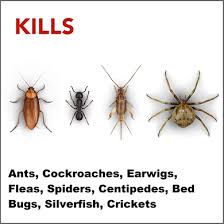 Amazon.Com: Raid Essentials Ant Spider And Roach Killer Aerosol Spray,  Kills Insects Quickly, For Indoor Use 10 Ounce (Pack Of 3) : Patio, Lawn &  Garden