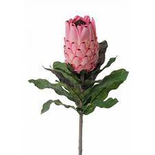 At koch & co, we have a wide range of native flowers at wholesale prices. Artificial Protea Nelli Pink 75cm O8cm Fake Flowers