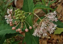 Know Your Natives Milkweeds Featured Species Four Leaved Milkweed Pollinator Plants Plants Pollinator Garden