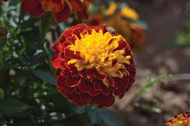 Image result for Tagetes patula