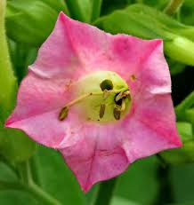 Image result for Nicotiana tabacum