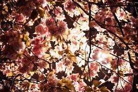Cherry Blossom Tree Cherry Blossom Tree Cherry Blossom Flower Branch