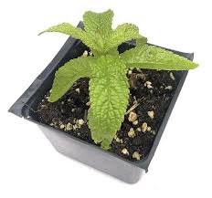 Image result for Chlorophytum perfoliatum