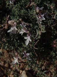 Image result for Equilabium petiolare