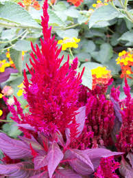Celosia New Look All American Selection Winner And A Champion In Our Display Beds Dark Burgundy Foliage With Red P Flower Garden Care Annual Flowers Flowers