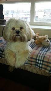 Beautiful Color Lhasa Apso Dog Personality Cute Dogs