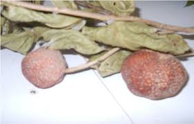 Image result for Napoleonaea