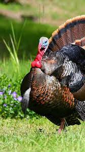 Wild Turkey Iphone Wallpapers Top Free Wild Turkey Iphone Backgrounds Wallpaperaccess