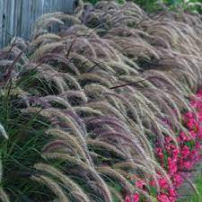 Pennisetum Purple Fountain Grass Garden Express Fountain Grass Ornamental Grasses Australian Native Plants