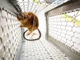 Rodent Control
