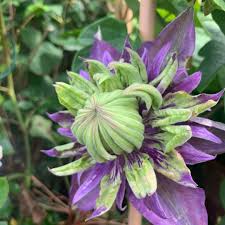 Maybe you would like to learn more about one of these? Clematis Taiga Clematis Taiga In Gardentags Plant Encyclopedia