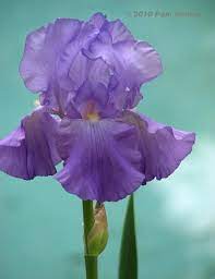 Digging Cool Gardens In A Hot Climate Page 155 Beautiful Flowers Pretty Flowers Amazing Gardens
