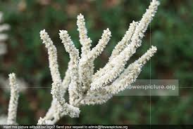 Image result for Aerva