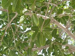 Image result for Ficus ingens
