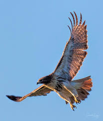 November Bird Of The Month Sunrise Of The Red Tailed Hawk In 2020 Red Tailed Hawk Animal Photography Hawk